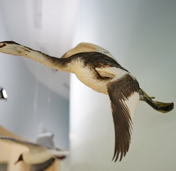 Чомга – птица года